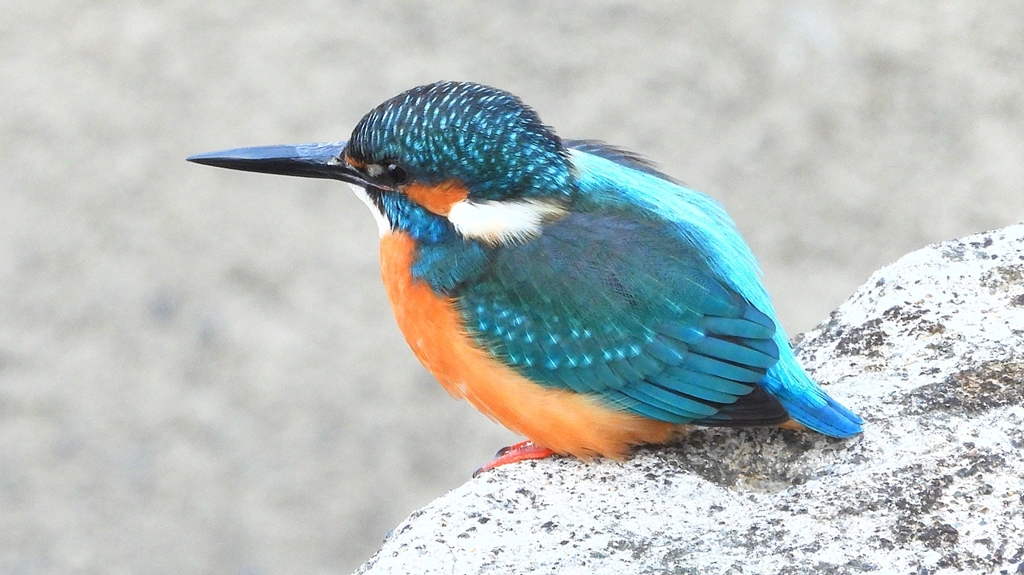 DSCN6388：カワセミ（オス）