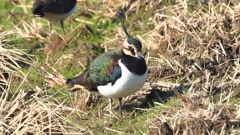 DSCN6644：タゲリ