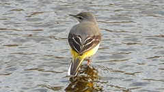 DSCN3569：キセキレイ