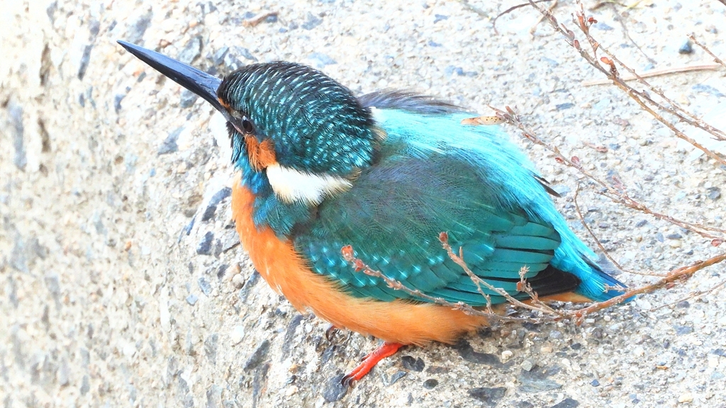 DSCN6402：カワセミ（オス）