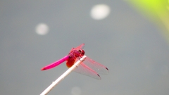 P2290181：ベニトンボ（オス）