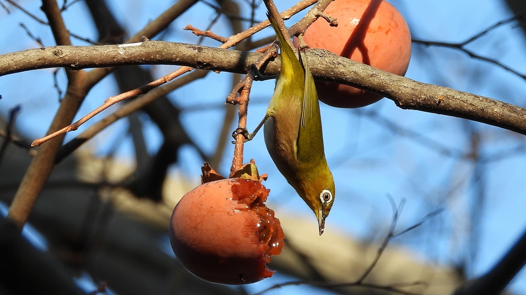 DSCN7711：メジロ