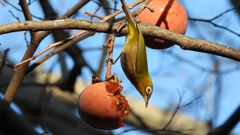 DSCN7711：メジロ