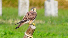 P2340479：チョウゲンボウ