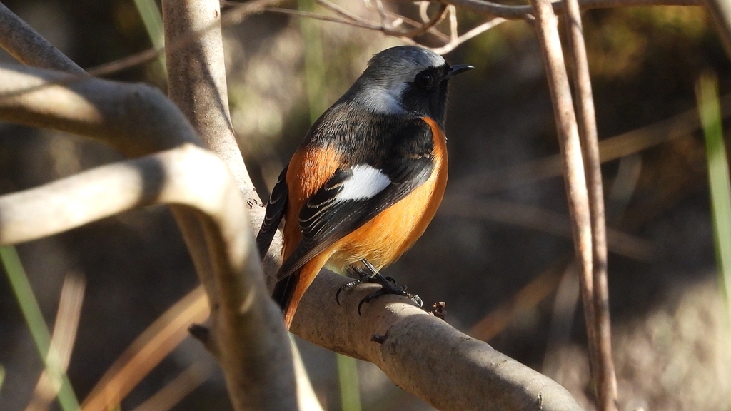 DSCN9042：ジョウビタキ（オス）