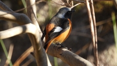 DSCN9042：ジョウビタキ（オス）