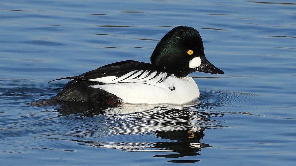 DSCN2574：ホオジロガモ（オス）