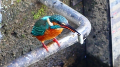 P2410430：カワセミ（オス）