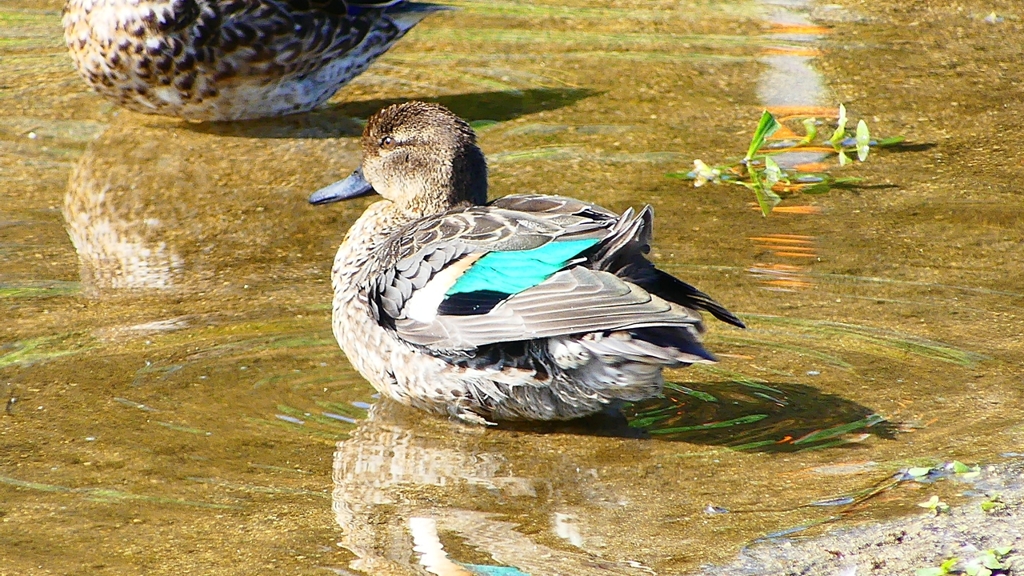 P2330588：コガモ