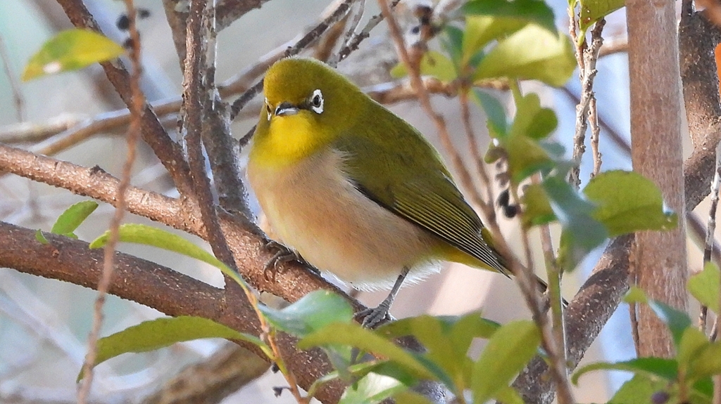 DSCN8314：メジロ