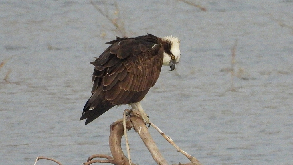 DSCN7380：ミサゴ