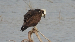 DSCN7380：ミサゴ