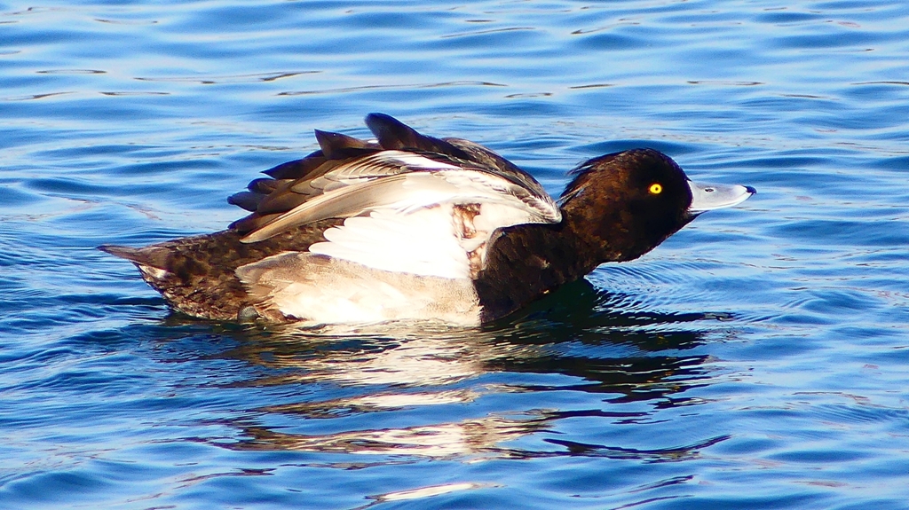 P2380395：キンクロハジロ（オス）