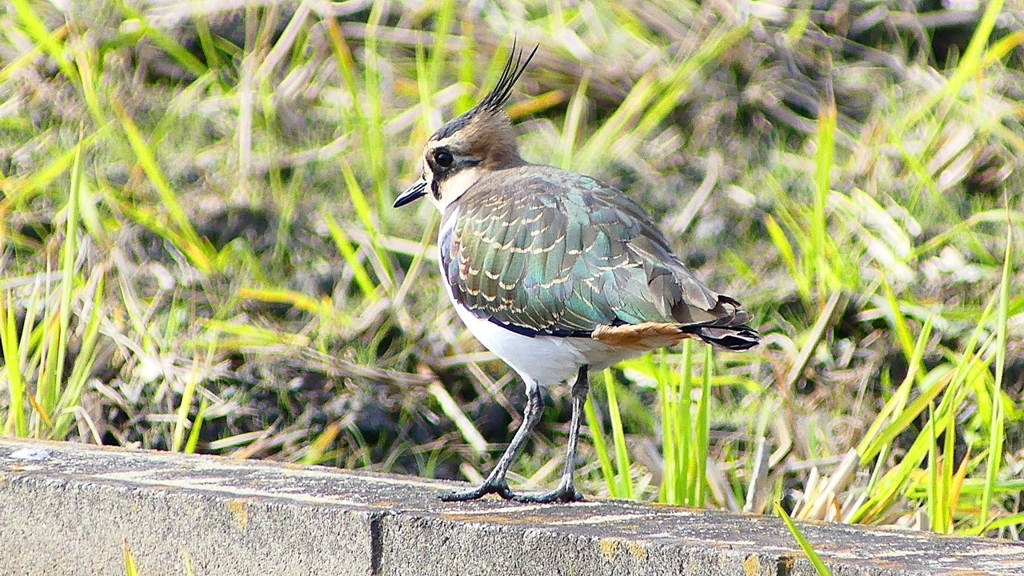 P2340813：タゲリ