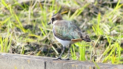 P2340813：タゲリ