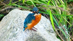 P2320750：カワセミ