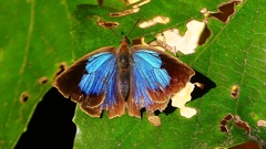 P2400545：ムラサキシジミ