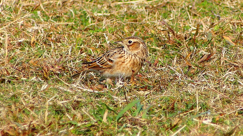 P2350737：ヒバリ