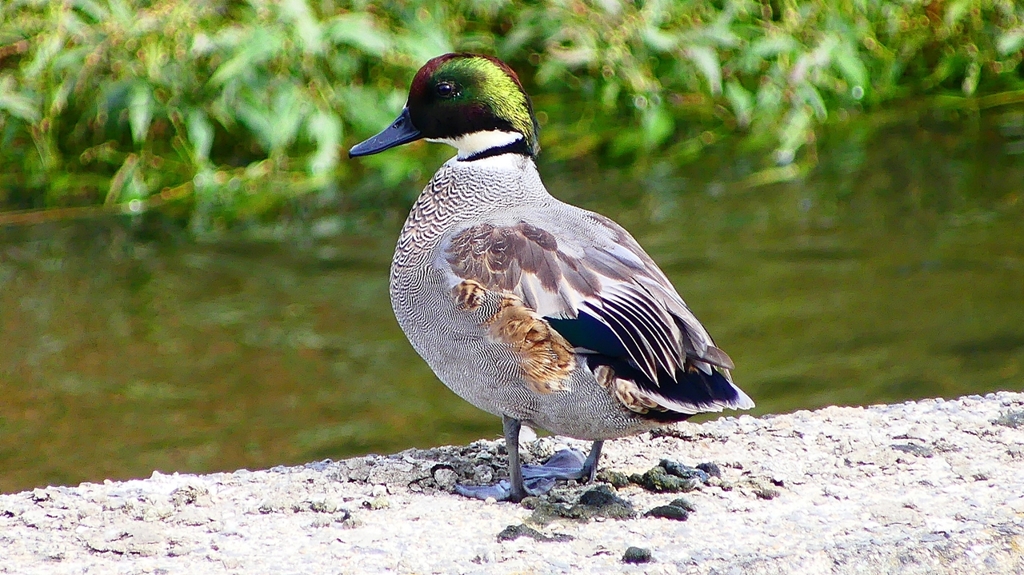 P2350239：ヨシガモ