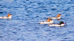 P2380824：カワアイサ