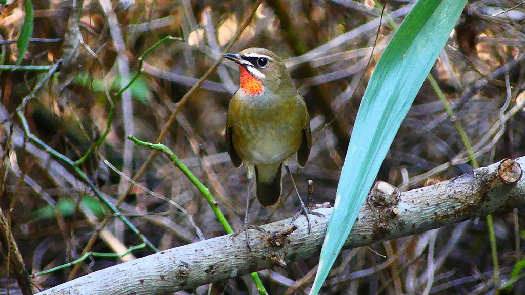 P2310169：ノゴマ（オス