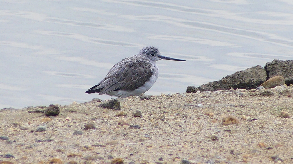 P2400637：アオアシシギ