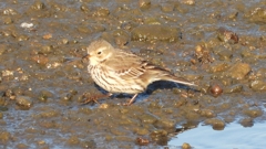 DSCN6485：タヒバリ