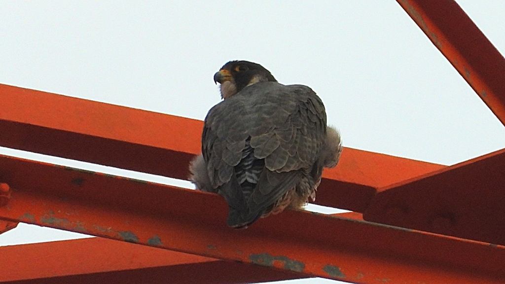 DSCN3525：ハヤブサ