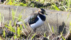 P2340742：タゲリ