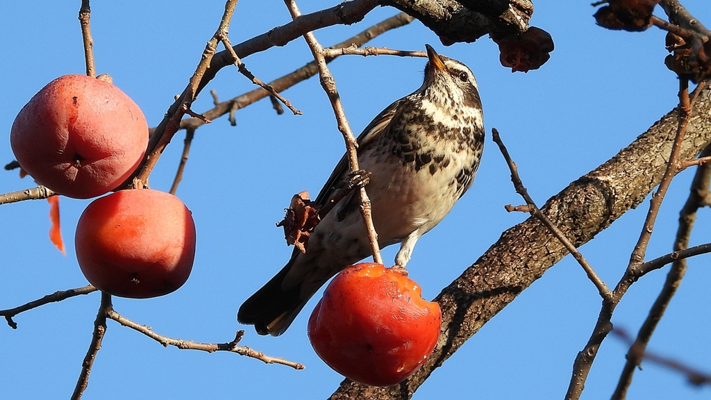 DSCN4726：ツグミ