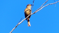 P2400412：ジョウビタキ（メス）