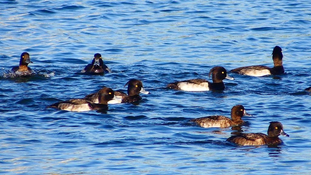 P2380117：キンクロハジロ