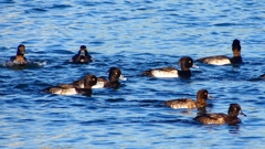 P2380117：キンクロハジロ