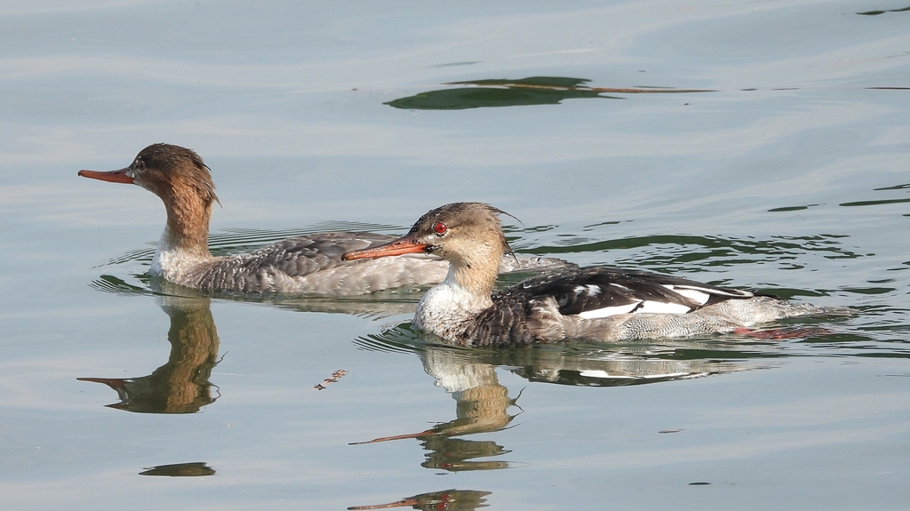 DSCN4560：ウミアイサ