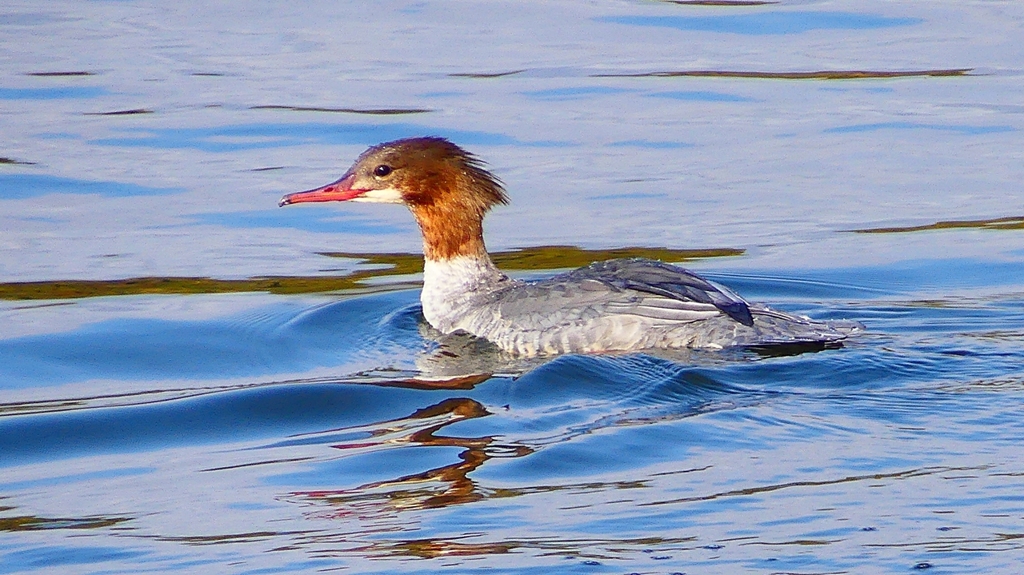 P2390180：カワアイサ（メス）