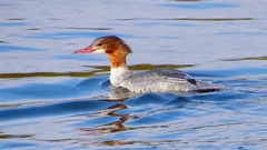 P2390180：カワアイサ（メス）