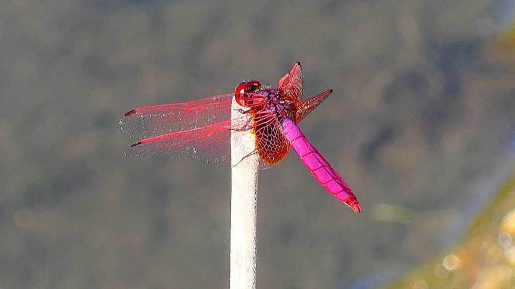 P2270144：ベニトンボ（オス）