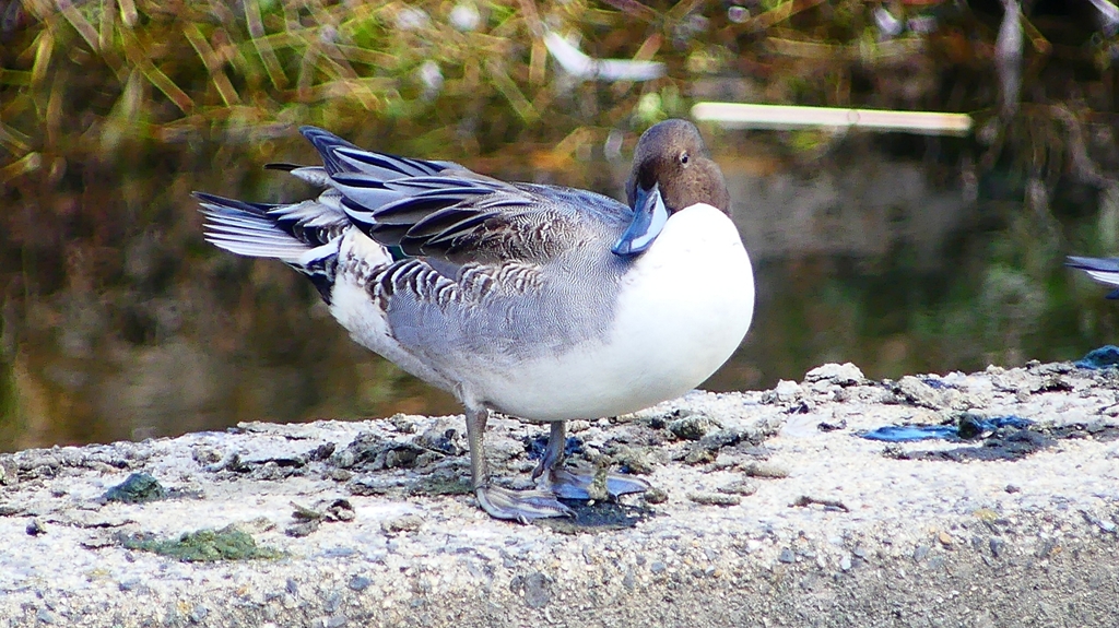 P2390796：オナガガモ（オス）