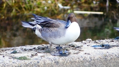 P2390796：オナガガモ（オス）