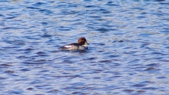 P2380803：ホオジロガモ（メス）