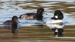 DSCN2421：ホオジロガモ（オス）、キンクロ