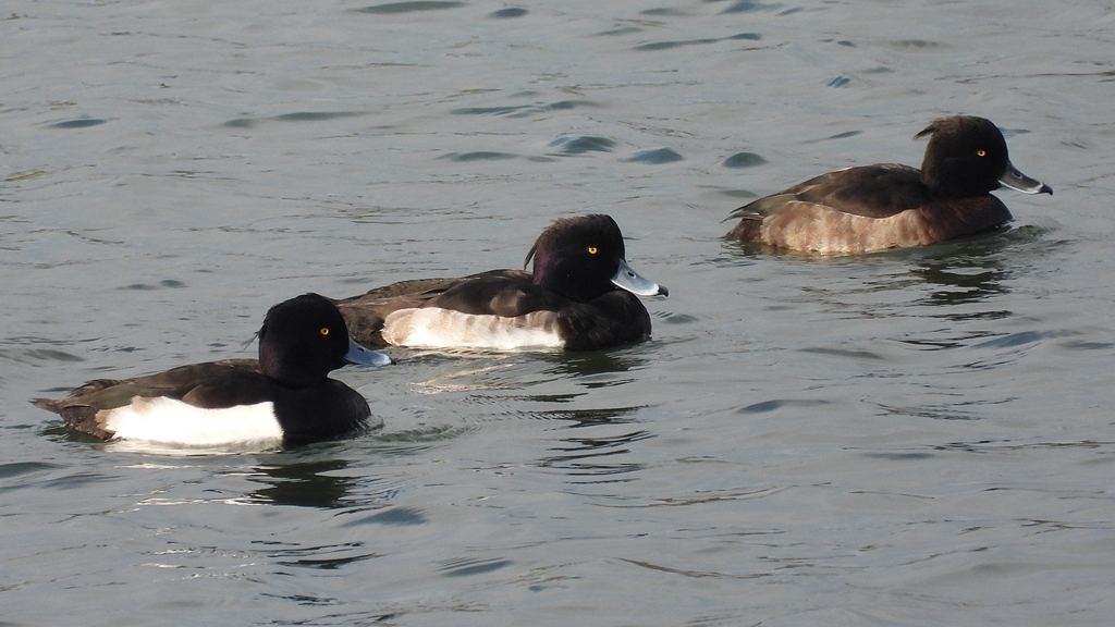 DSCN3984：キンクロハジロ