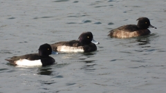 DSCN3984：キンクロハジロ