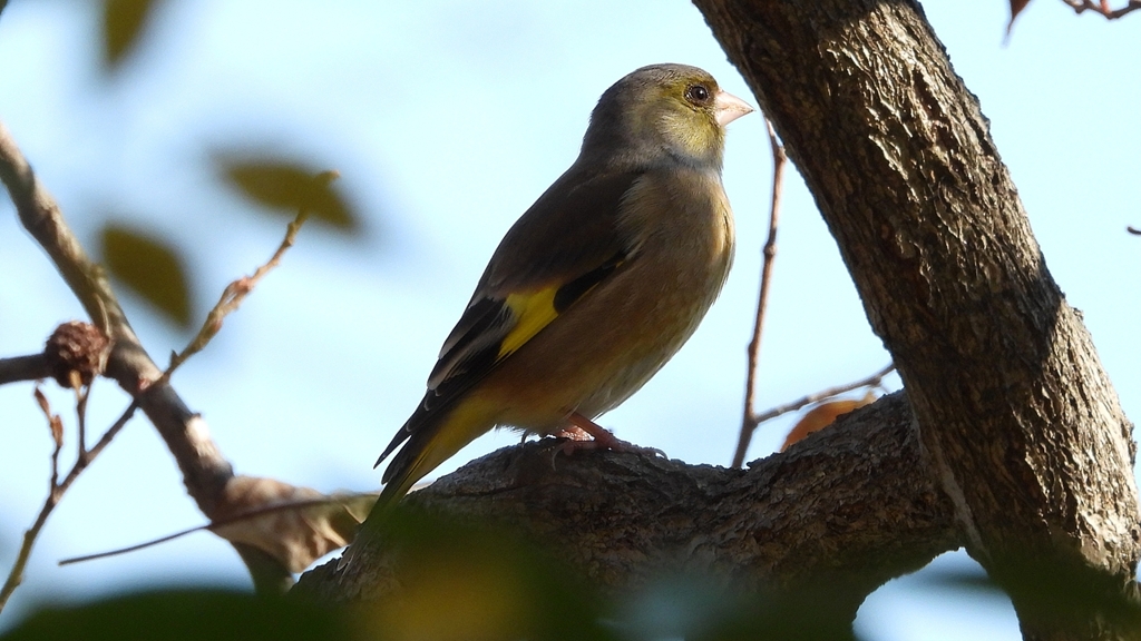 DSCN6304：カワラヒワ