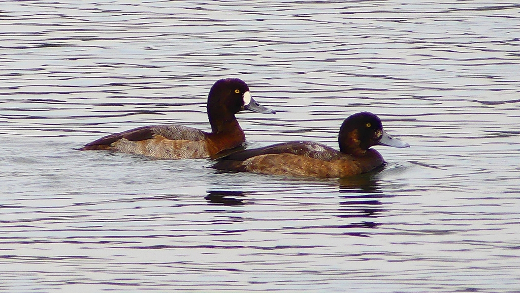 P2350545：スズガモ