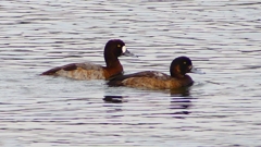 P2350545：スズガモ