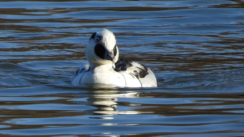 DSCN4870：ミコアイサ（オス）