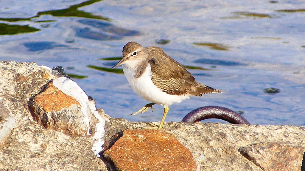 P2360716：イソシギ