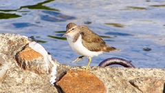 P2360716：イソシギ