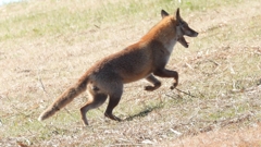 DSCN6750：キツネ